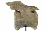 Dinosaur (Camarasaurus) Caudal Vertebra - Metal Stand #77946-3